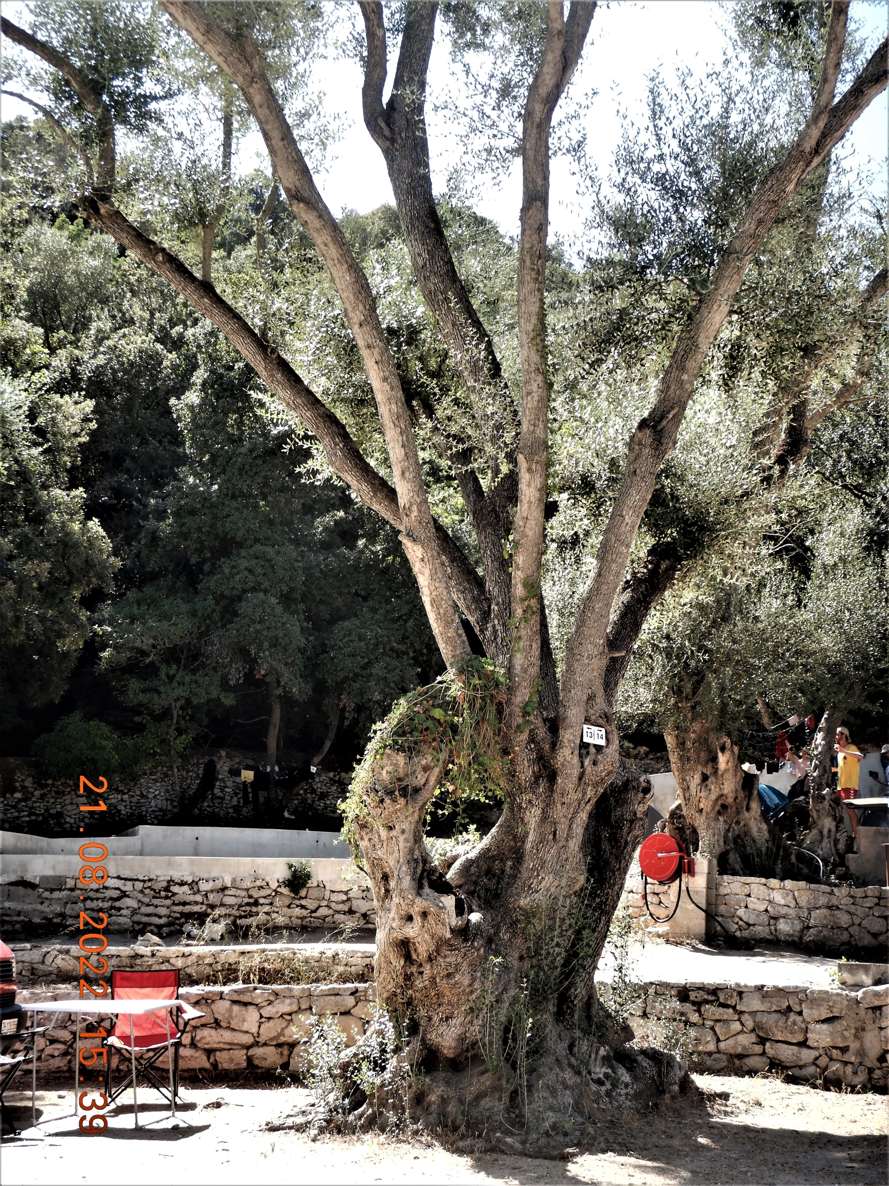 Baum