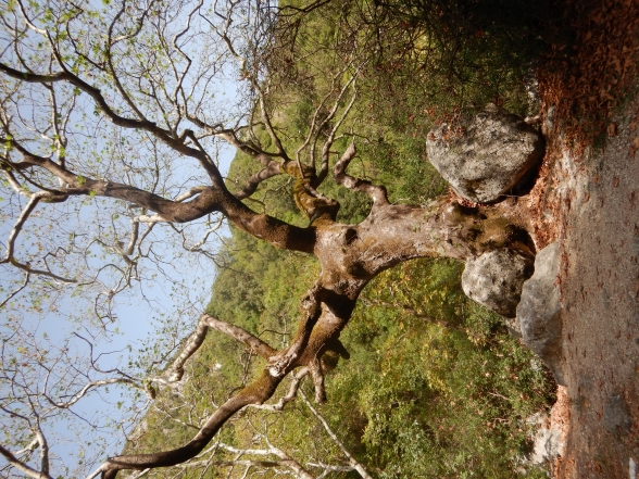 Steine und Baum