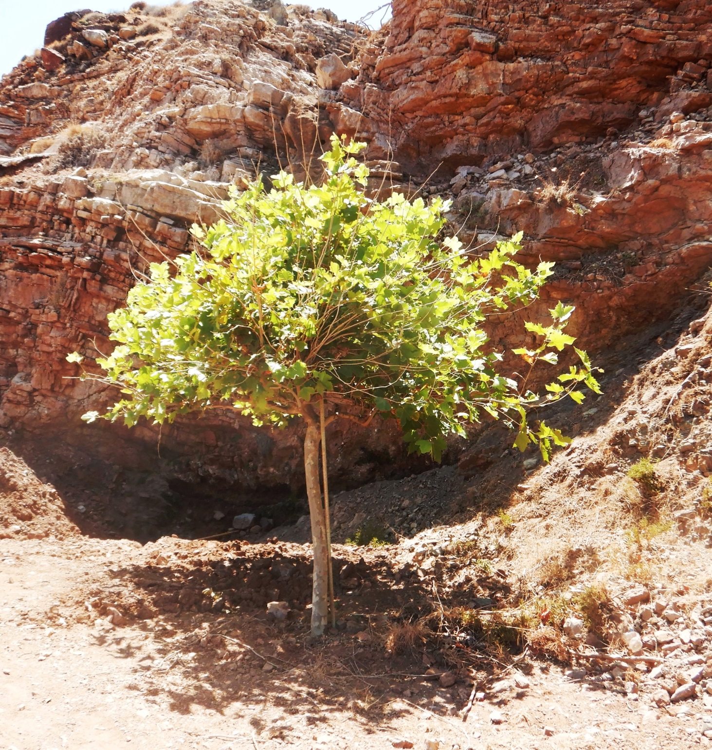 Baum
